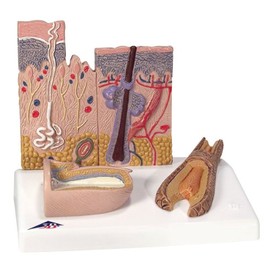 3B Scientific Human Anatomy - Skin Cut + Free Anatomy App - 3B Smart Anatomy