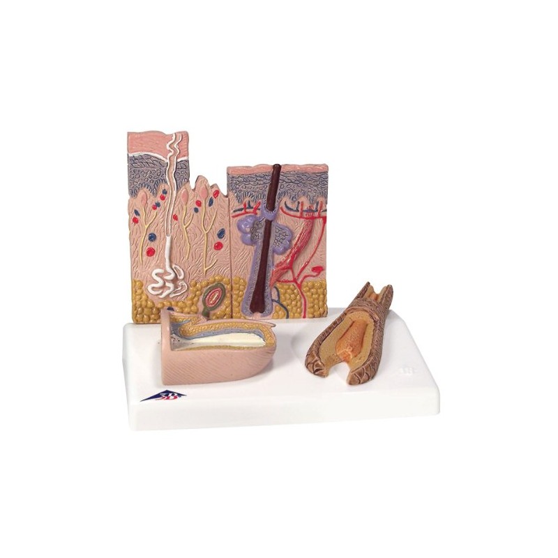 3B Scientific Human Anatomy - Skin Cut + Free Anatomy