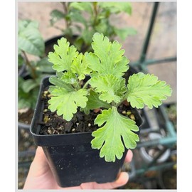 Chrysanthemum Phoenix Live Plant – 3” Pot – Hardy Fall Blooms