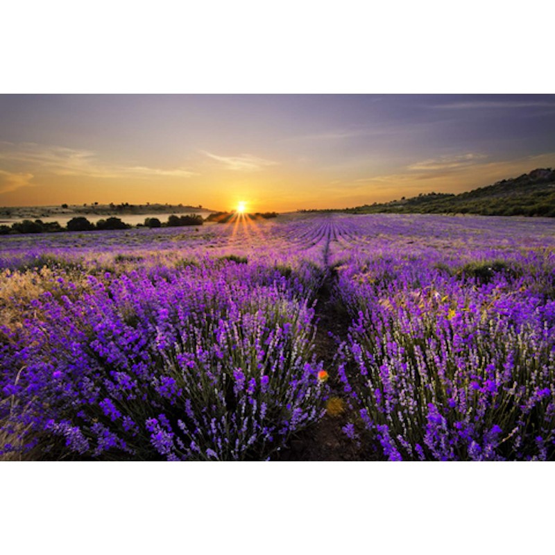 Ladybug Spot Luxury Natural Solid Perfume 0.4 OZ (LAVENDER &