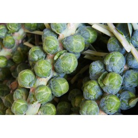 Earthcare Seeds Brussels Sprouts Long Island Improved 500 Seeds (Brassica oleracea) Non-GMO Seeds, Heirloom