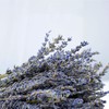 CoolCrafts Dried Lavender Bundles Lavender Bunches Dry Lavender Flowers for