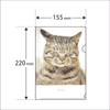 Pheasant Cat Clear File Photo A5 Size, Made in Japan,