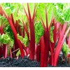Axel's Garden Seeds Swiss Chard Rhubarb Seeds | Non-GMO |