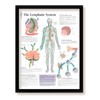 Craig Frames The Lymphatic System Framed Medical Education Poster, 22x28
