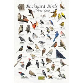 Where's Wildlife Backyard Birds of New York - Laminated Bird Identification Poster Chart (12" x 18")