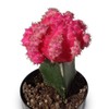 Grafted Moon Cactus Gymnocalycium Mihanovichii (Pink)