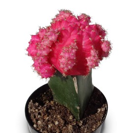 Grafted Moon Cactus Gymnocalycium Mihanovichii (Pink)