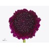 Freshseed Pincushion Flower Scabiosa Mix of colors 100 + fresh