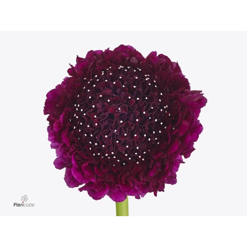 Freshseed Pincushion Flower Scabiosa Mix of colors 100 + fresh