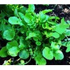 1000 Watercress Seeds - Delicious Additions to Salads