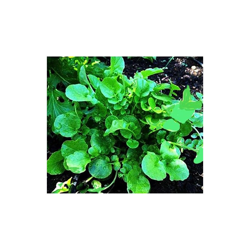 1000 Watercress Seeds - Delicious Additions to Salads