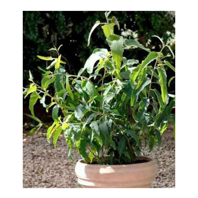 Blue Gum Eucalyptus Seeds, Eucalyptus Globulus Labill, Grown in USA,