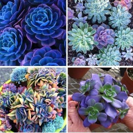 100pcs Mixed Rare Succulent Seeds, Mult-Color Indoor/Outdoor Plant