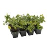 12 Creeping Fig, Live Plants – Ficus Repens – Fast-Growing
