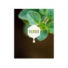 Aceite De Orégano Oliva Y Coco X2 Herbit 30ml Naturales