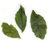 GOARTEA 50g / 1.76oz Supreme Seven Leaf Jiaogulan Gynostemma Chinese