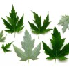 Tree Silver Maple Tree - 12-18" Tall - Live Plant