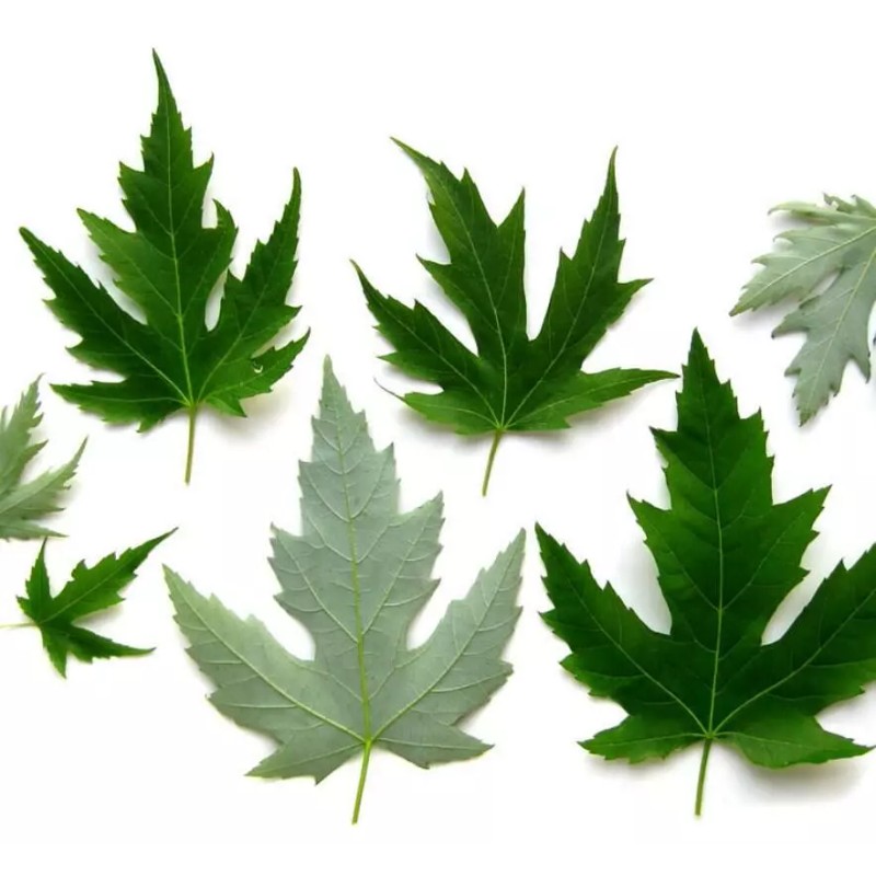 Tree Silver Maple Tree - 12-18" Tall - Live Plant