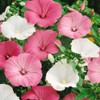 Outsidepride Rose Mallow Mix - 2000 Seeds