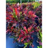 Croton Mammy Red, Mammey Live Tropical Plant Indoor or Outdoor
