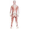Morphsuits Men's Adult Costume, Muscle, Large