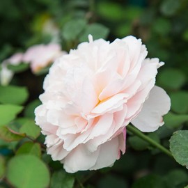 Heirloom Roses Shrub Rose Plant - Moonlight in Paris™ Multi Colored Rose Bush, Live Plant for Planting Outdoors