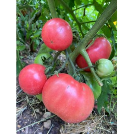 Granny Cantrell Premium Seeds for Planting Packet