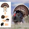 2 Pack Turkey Fan Mount Kit Wooden Wall Mounted Turkey