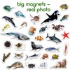 Magdum Fridge Magnets for Toddlers - 30 SEA Photo Kids