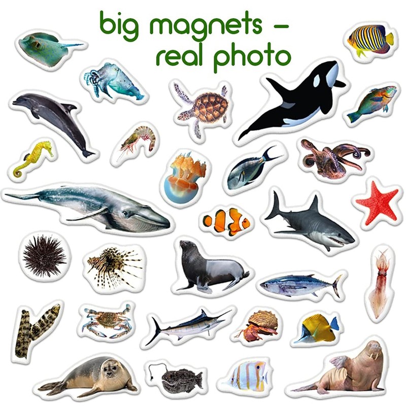 Magdum Fridge Magnets for Toddlers - 30 SEA Photo Kids