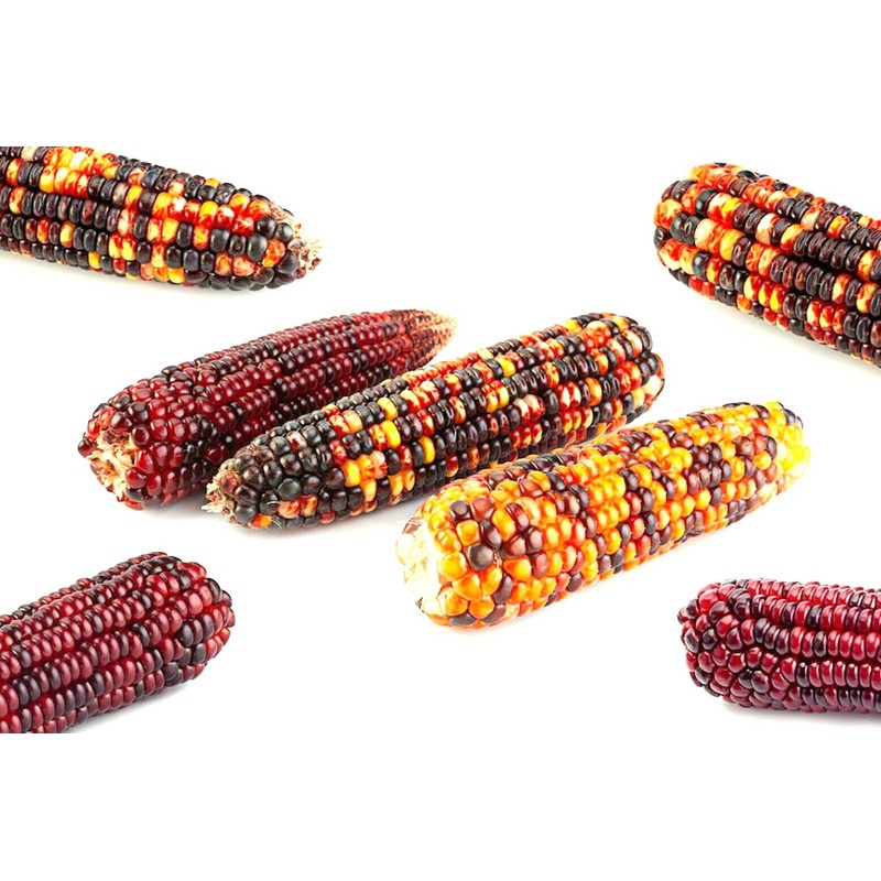 Little Seed Store 50+ORNAMENTAL RAINBOW INDIAN CORN Seeds Native Heirloom