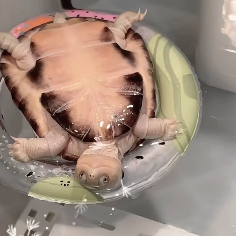 Turtle Floating Platform Toy - 3 Pack Inflatable Small Animal