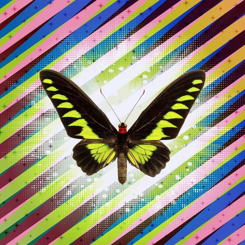 Trogonoptera Brookiana Butterfly | Petite Art Block - Color: Gradient