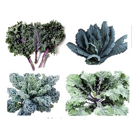 1000+ Kale Mixed Seeds, This is a Mix!!! Russian Red, Dwarf Blue Curled, Siberian Dwarf, Lacinato Dinosaur, Heirloom Non-GMO USA Grown