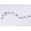 Jumwrit Diadema de novia de plata con perlas de diamantes