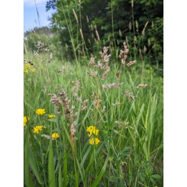 TribalEarthAlliance 50+ premium organic sweetgrass seeds -$12.00 - perfect for crafts/smudgin