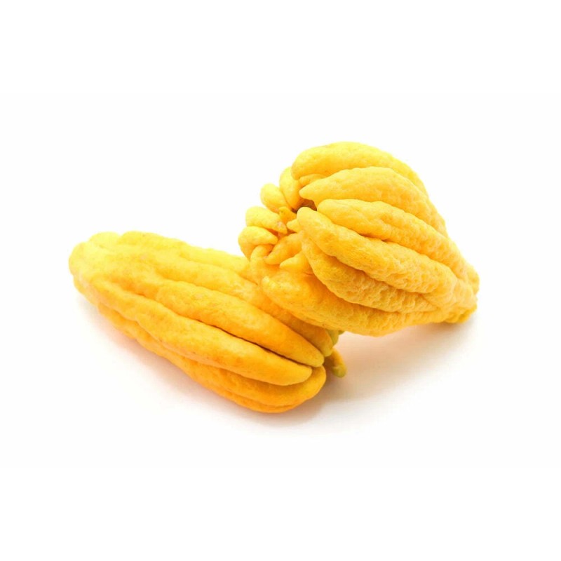 Tree Buddhas Hand (Fingered Citron) Tree - 12-15" Tall -