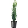 Sky Pencil Japanese Holly - 2 Live Gallon Size Plants