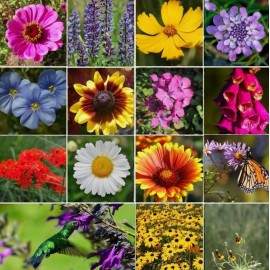 HSC ALL PERENNIAL Wild Flower Mix.  Heirloom Pollinator Garden Seeds Non-GMO - 1,000+