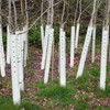 Pushglossy 5 Pack Tree Grow Tube Seedling Protectors Slit Tree