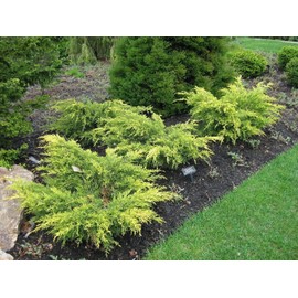 Old Gold Juniper - 3 Live Gallon Size Plants - Juniperus Chinensis - Drought Tolerant Cold Hardy Evergreen Groundcover
