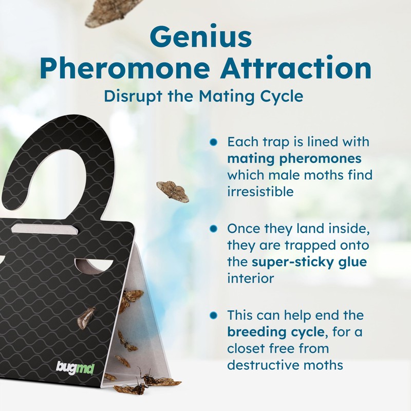 BugMD Clothes & Pantry Moth Traps (6 Count) – Sticky