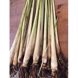 Lemongrass Stalks Plugs Cymbopogon Sereh Plant Healthy Herb Lemon Grass Tea 28 Stalks