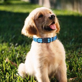 Mile High Life | Nylon Night Light Glow Collar for Medium Dogs | Reflective Band Cat Collar | Fluorescence self-Luminescence Strap Puppy Collar | Safe Night Walk Collars for Dogs (Hot Blue, XS)