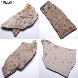 [N2 stone Natural] Jurassic Geological Plate with Natural Fossil Gilpods (jurassic fossil) | (Longest Side: Approx. 50-100mm x 1)