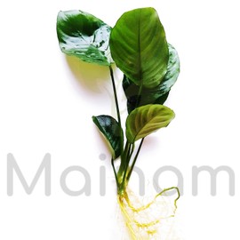 Mainam | Anubias Barteri Broad Leaf Loose Rhizome Live Aquarium Plants Freshwater 3 Days Live Guaranteed