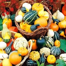 Decorative Pumpkin Seed Mix Ornamental Squash Gourd Mix 10 Non-GMO Seeds for Planting
