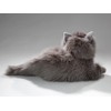 Cat, Persian Gray, 12 inches, 30cm, Plush Toy, Soft Toy,