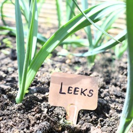 Nutley's T-Shape Copper Labels Plant Seedling Markers (Pack of 50)